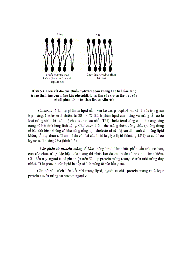 image for page Tế bào học 4