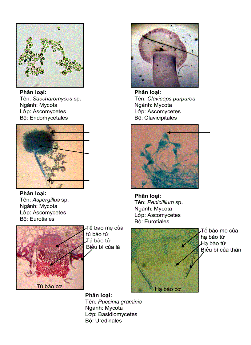 image for page Thực tập phân loại thực vât