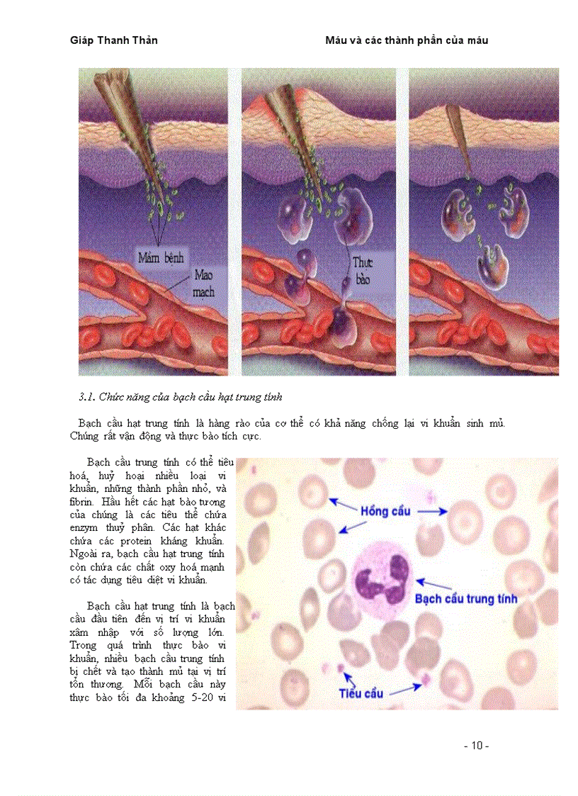 image for page Tiểu luận máu vá các thành phần của máu