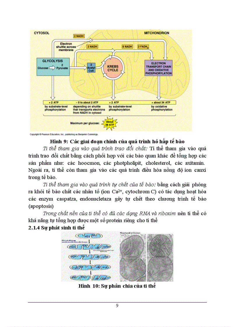 image for page Tieu luạn sinh học te bao