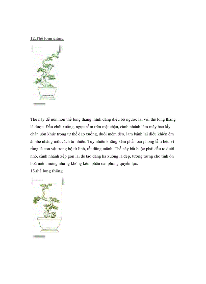 image for page Các thế cây cảnh đẹp trong bonsai