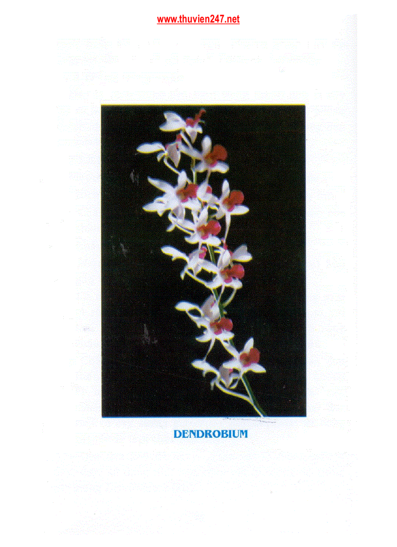 image for page Kỉ thuật trồng Hoa Lan