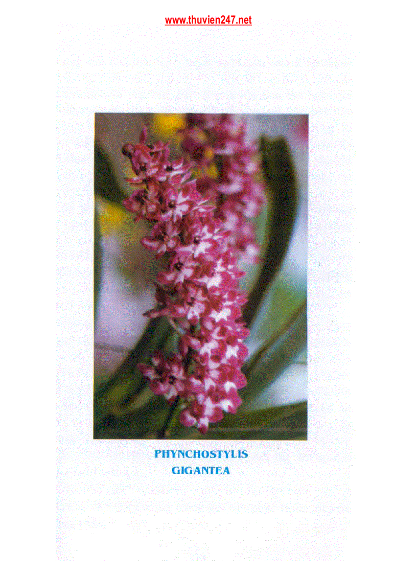 image for page Kỉ thuật trồng Hoa Lan