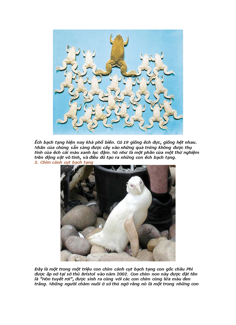 image for page 10 con vật bạch tạng hấp dẫn nhất hành tinh