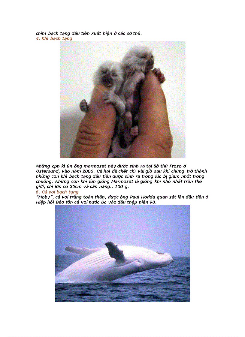 image for page 10 con vật bạch tạng hấp dẫn nhất hành tinh