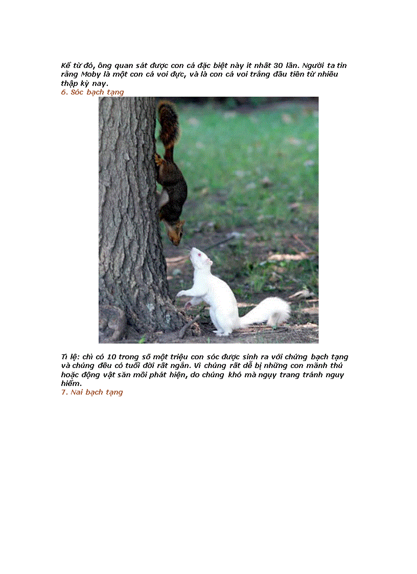 image for page 10 con vật bạch tạng hấp dẫn nhất hành tinh