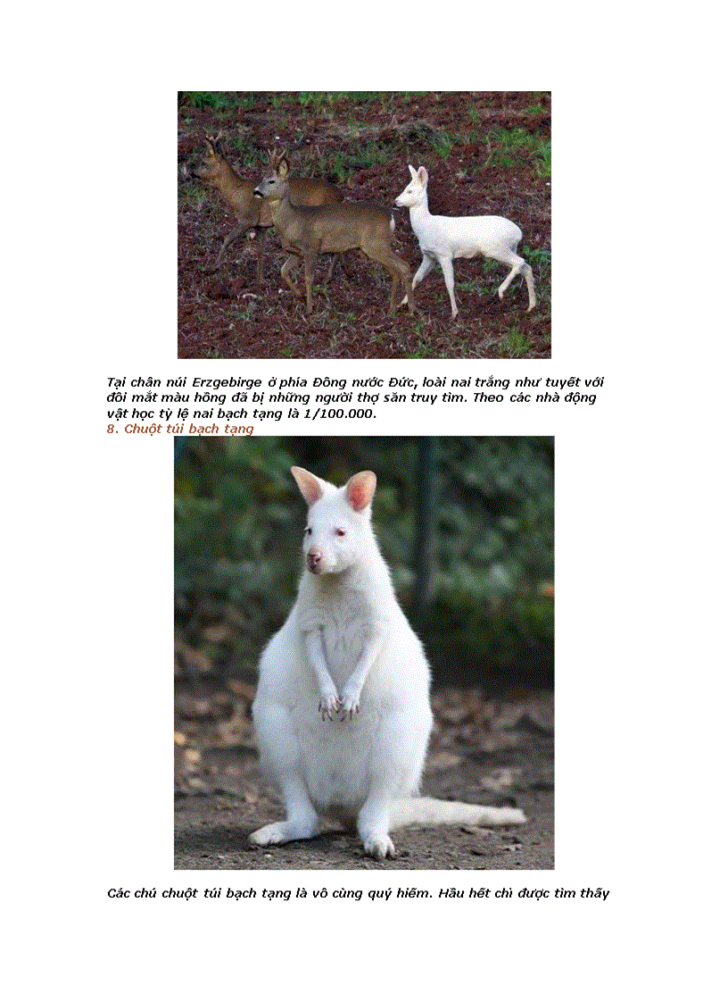 image for page 10 con vật bạch tạng hấp dẫn nhất hành tinh