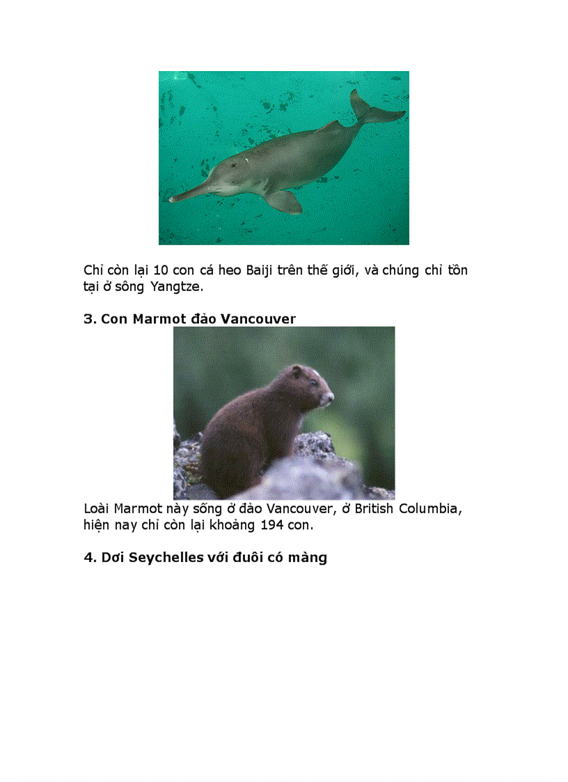 image for page 10 động vật quí hiếm nhất thế giới