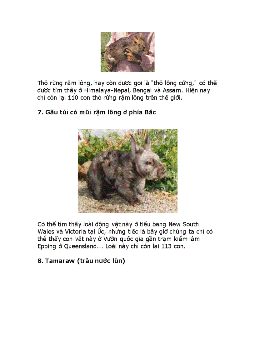 image for page 10 động vật quí hiếm nhất thế giới