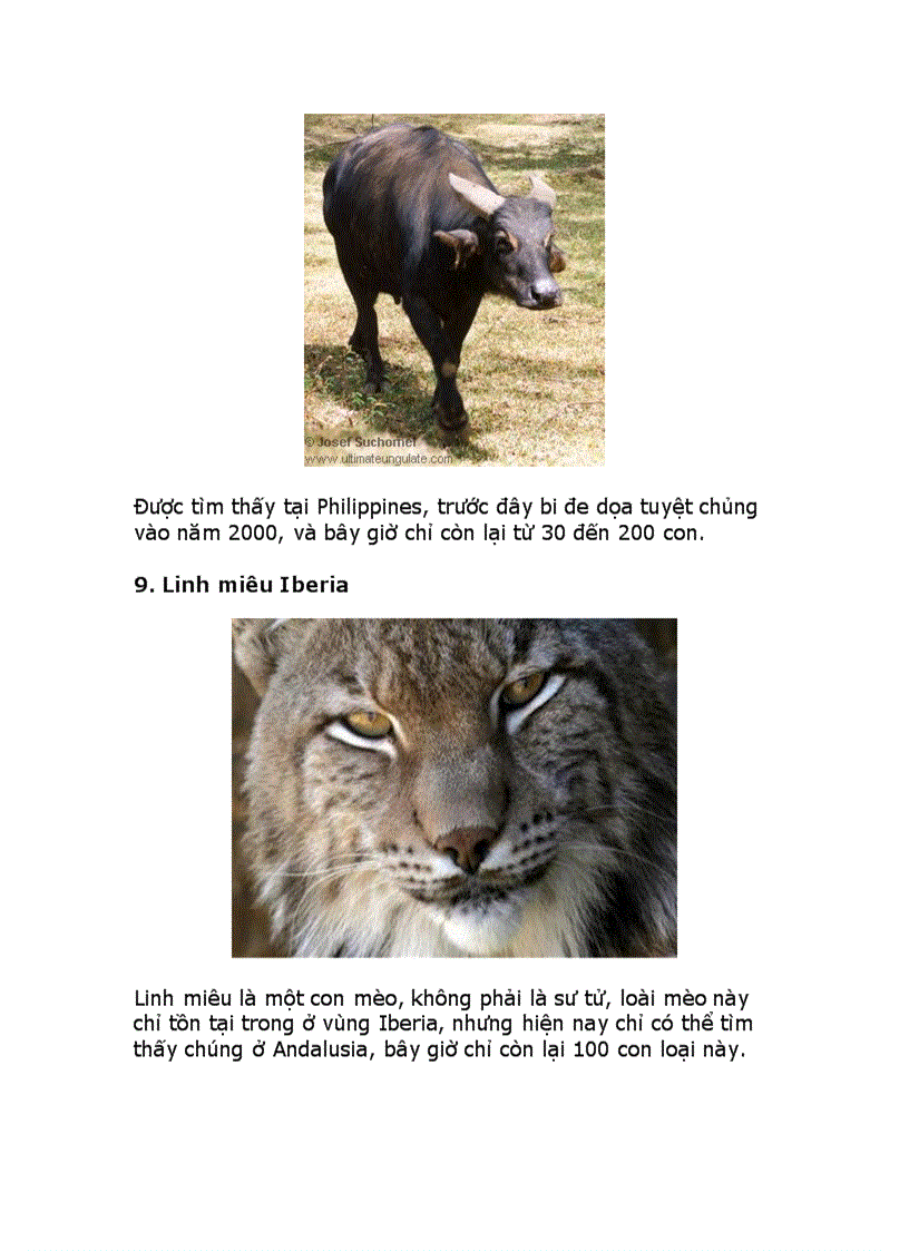 image for page 10 động vật quí hiếm nhất thế giới