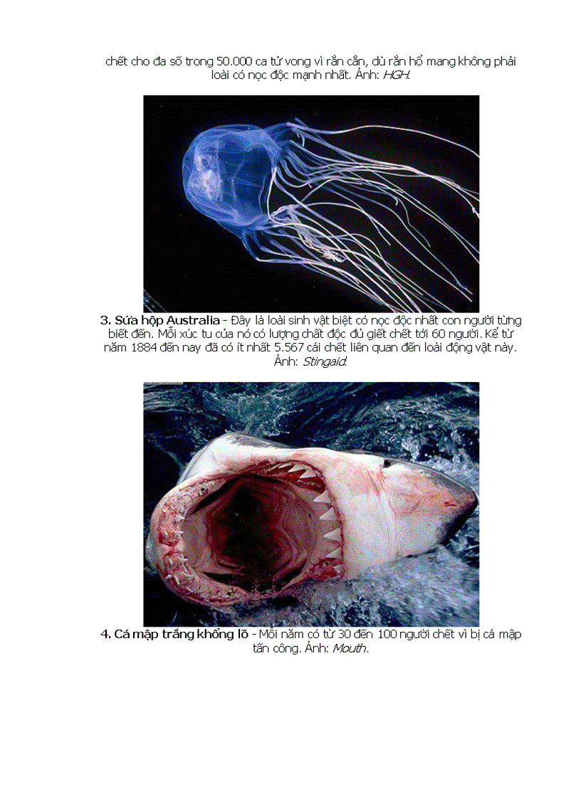 image for page 10 loài động vật nguy hiểm nhất hành tinh