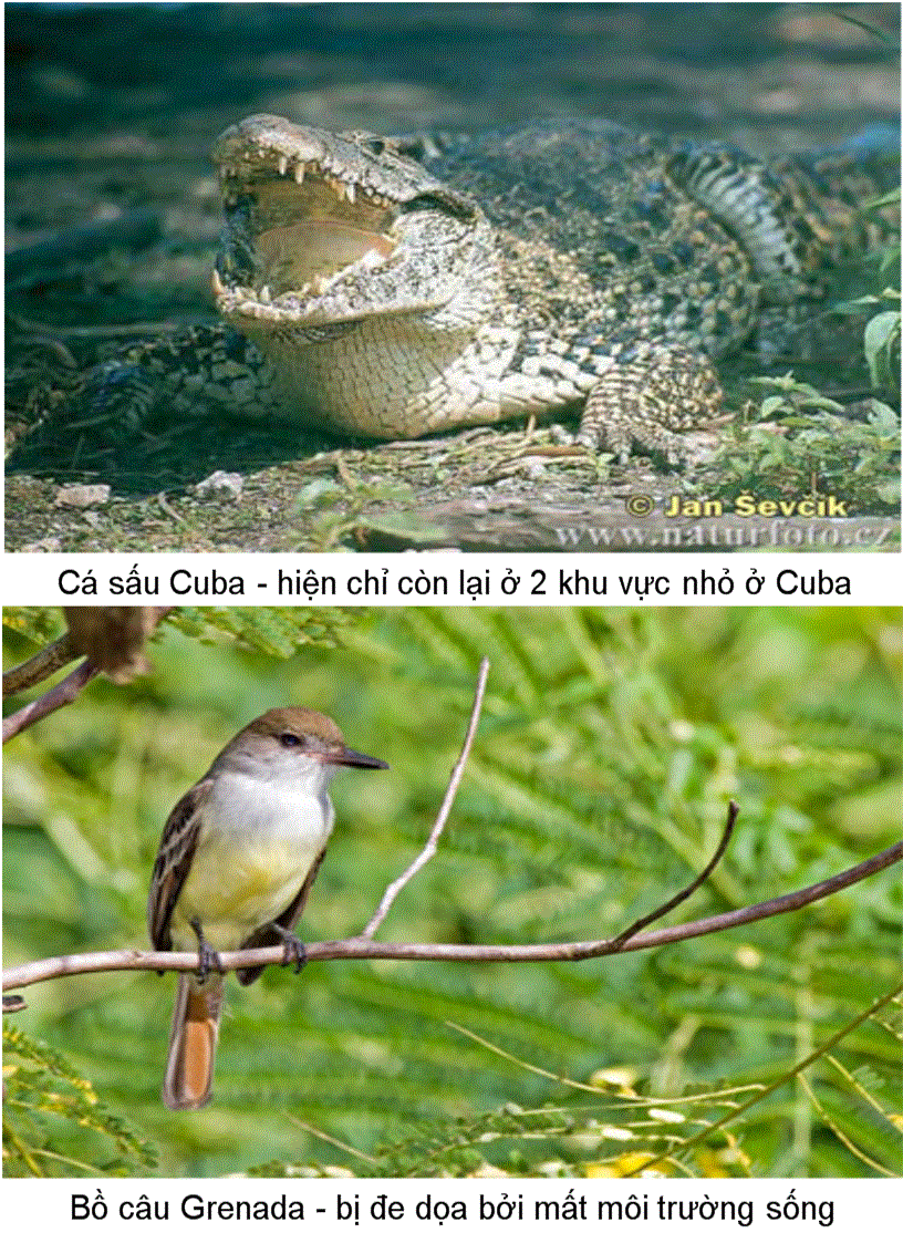 image for page Anh 10 loai đong vat quy hiem