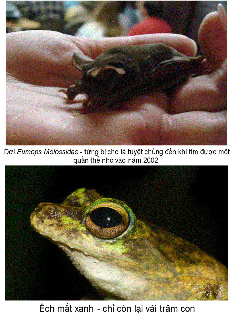 image for page Anh 10 loai đong vat quy hiem