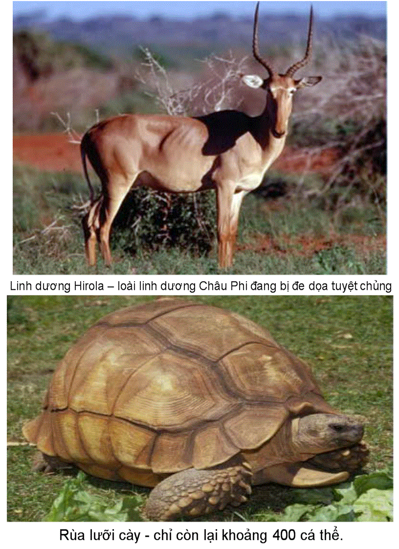 image for page Anh 10 loai đong vat quy hiem