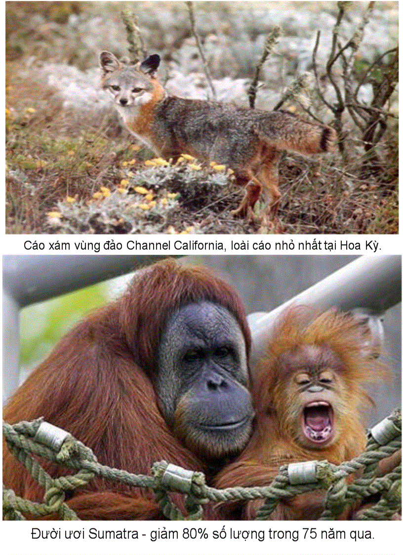 image for page Anh 10 loai đong vat quy hiem