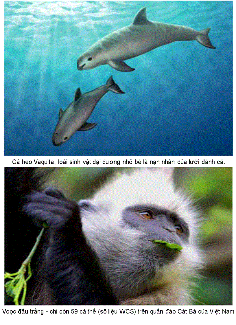 image for page Anh 10 loai đong vat quy hiem