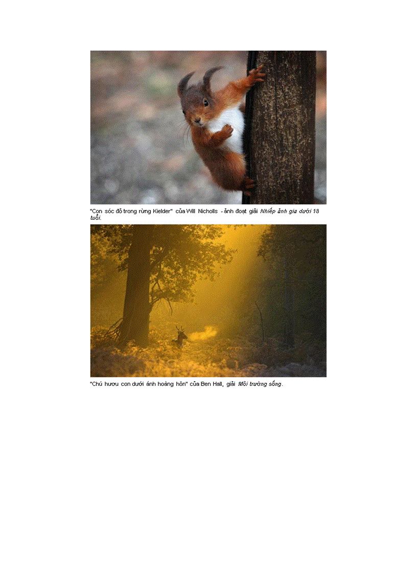 image for page Ảnh đẹp động vật hoang dã