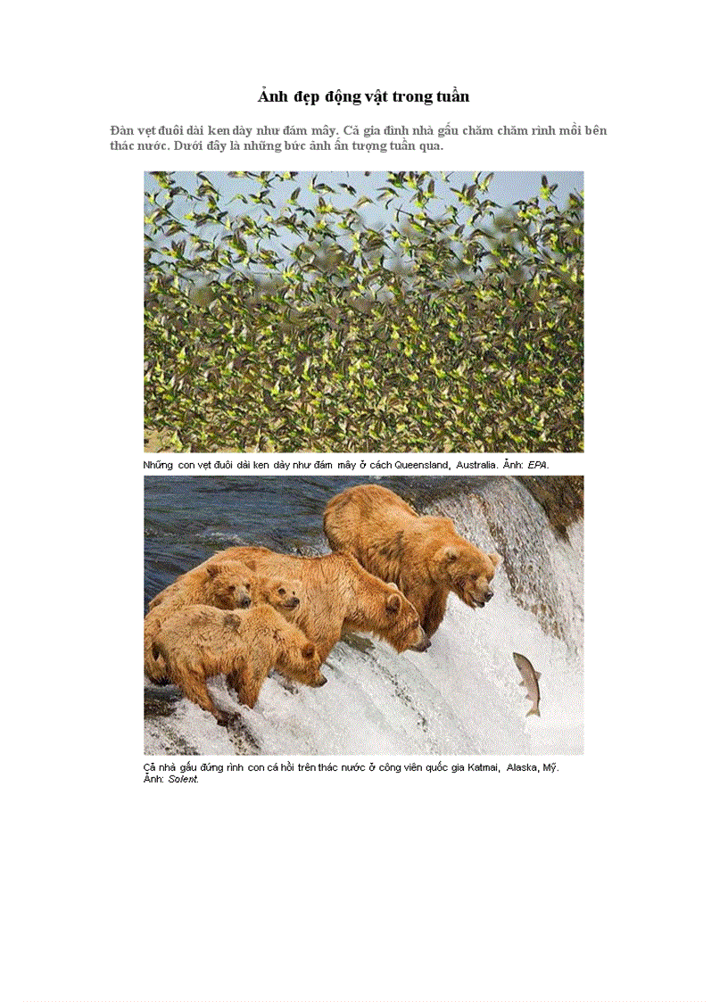 image for page Ảnh đẹp động vật trong tuần