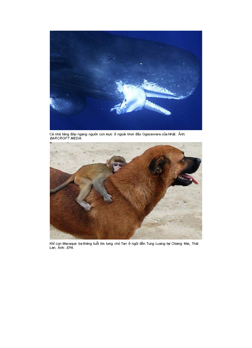 image for page Ảnh đẹp động vật trong tuần