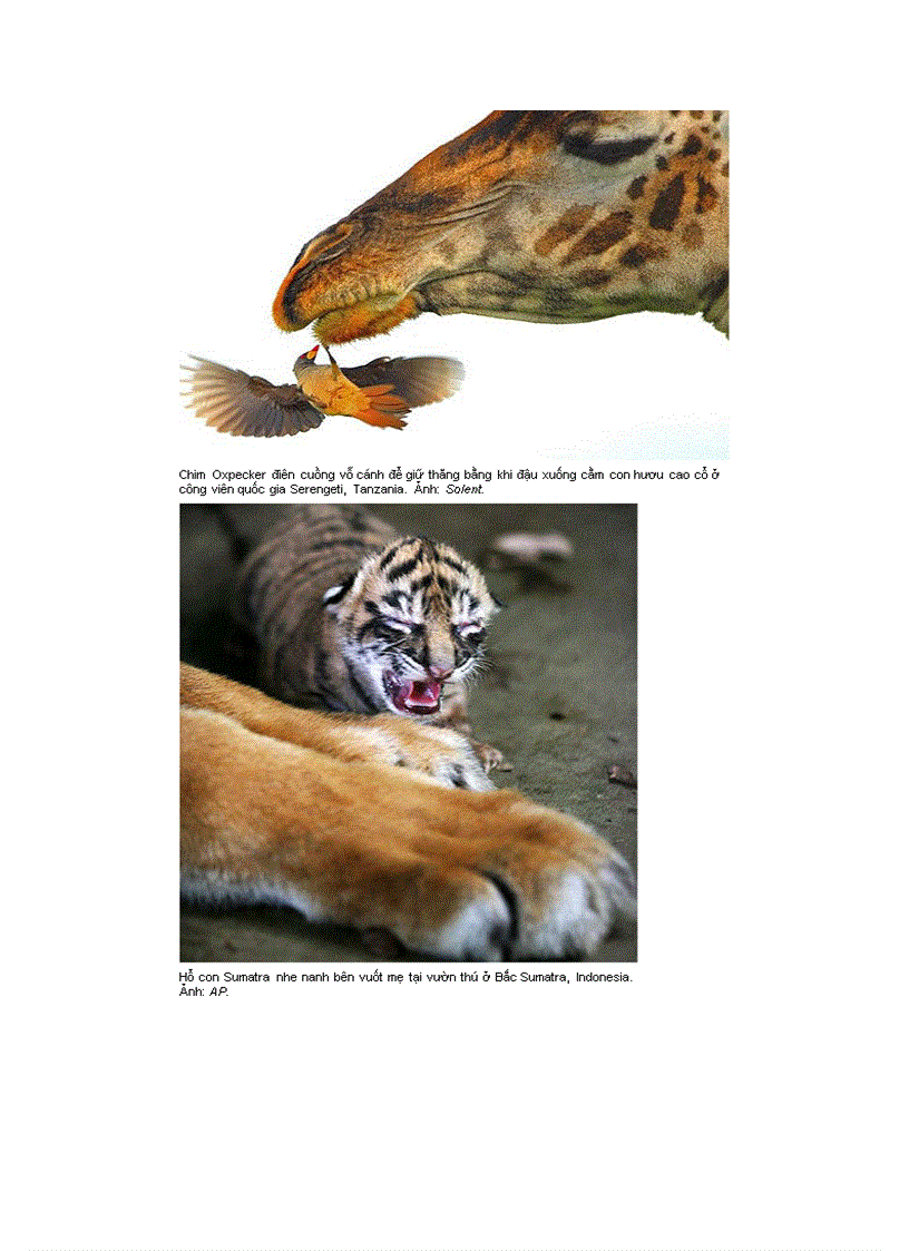 image for page Ảnh đẹp động vật trong tuần