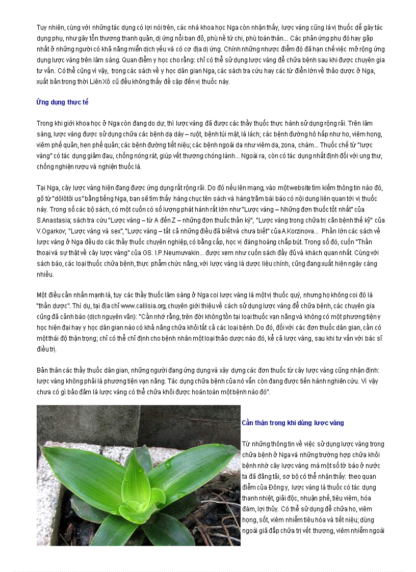 image for page Bài thuốc từ cây Lược vàng