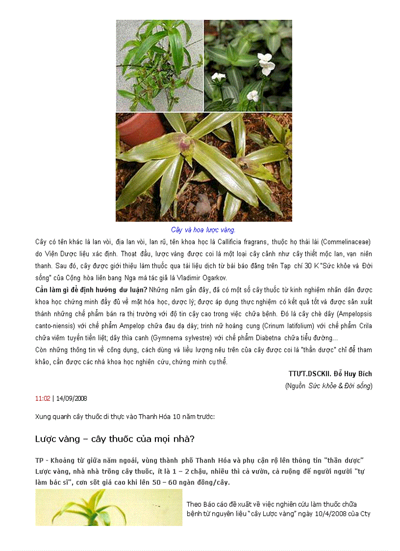 image for page Bài thuốc từ cây Lược vàng