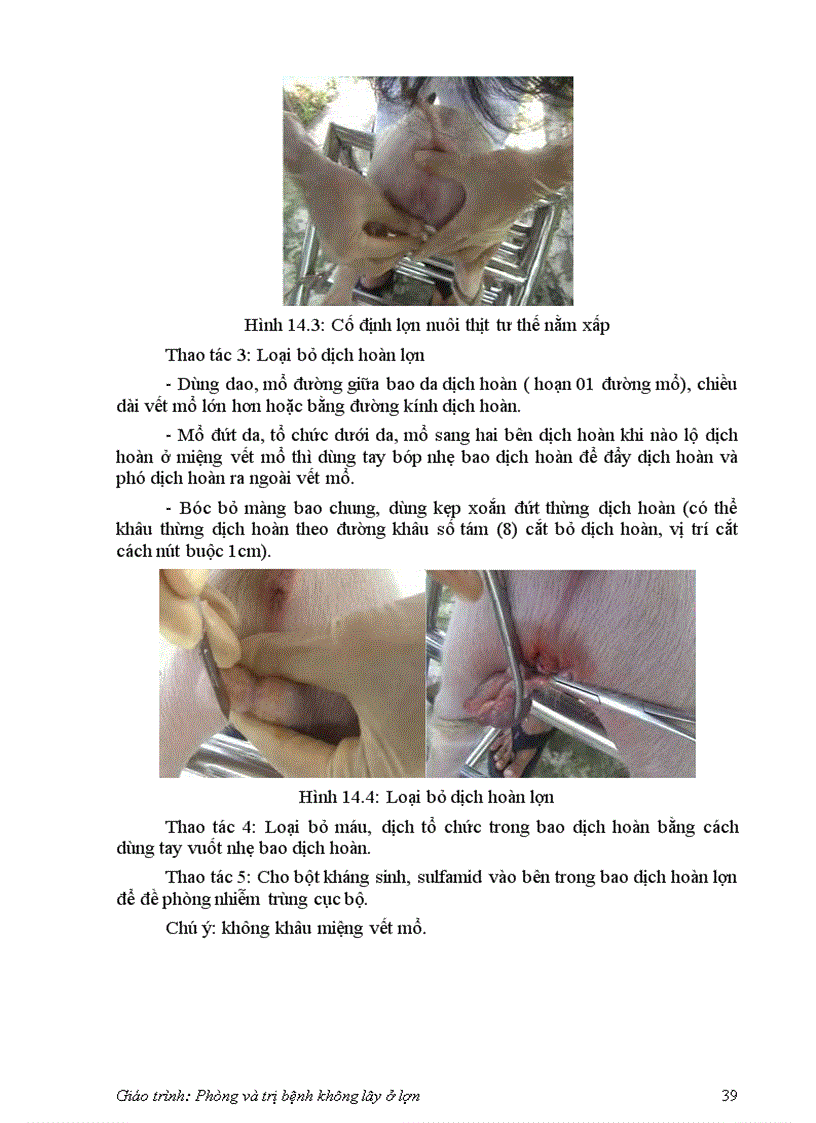 image for page Bệnh không lây ở lợn