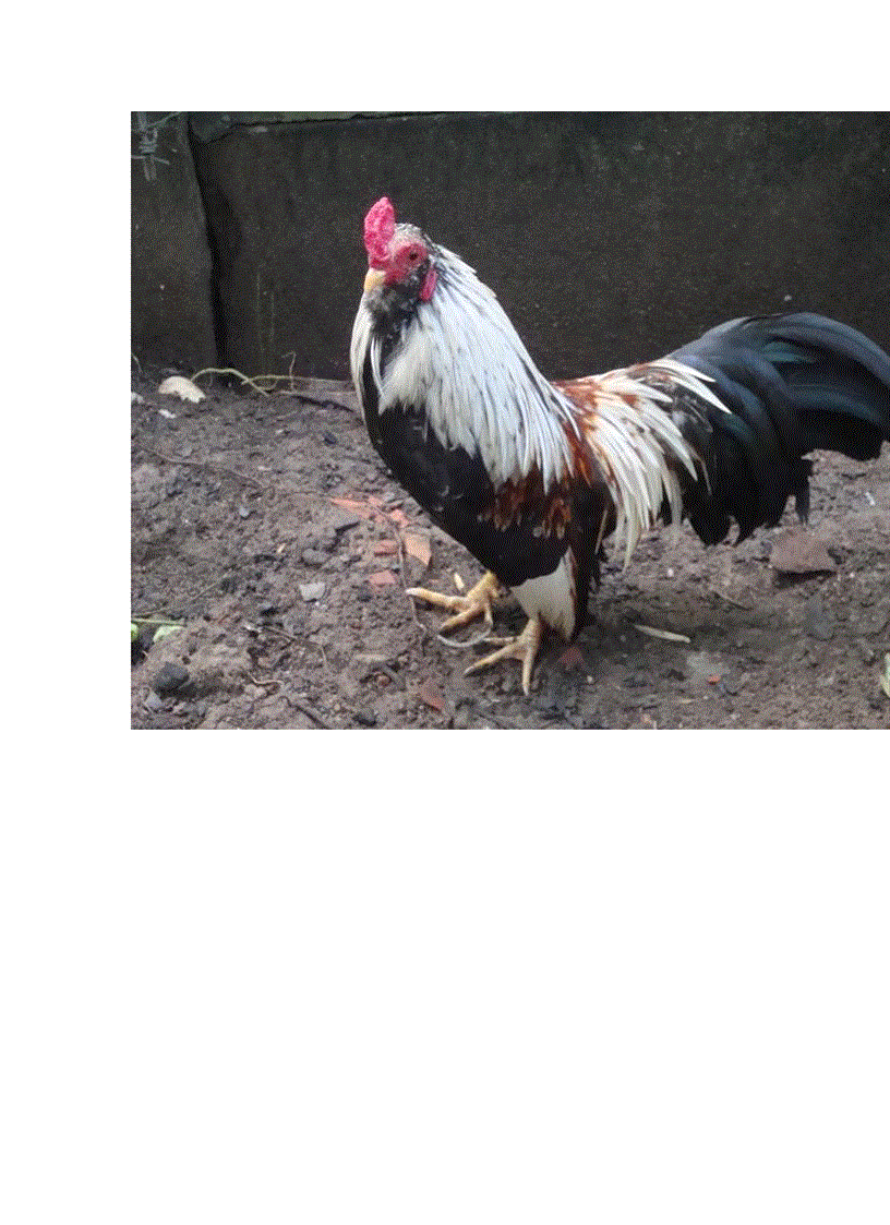 image for page Bộ gà tre