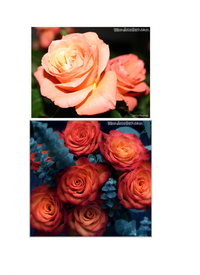 image for page Bộ sưu tập Hoa Hồng