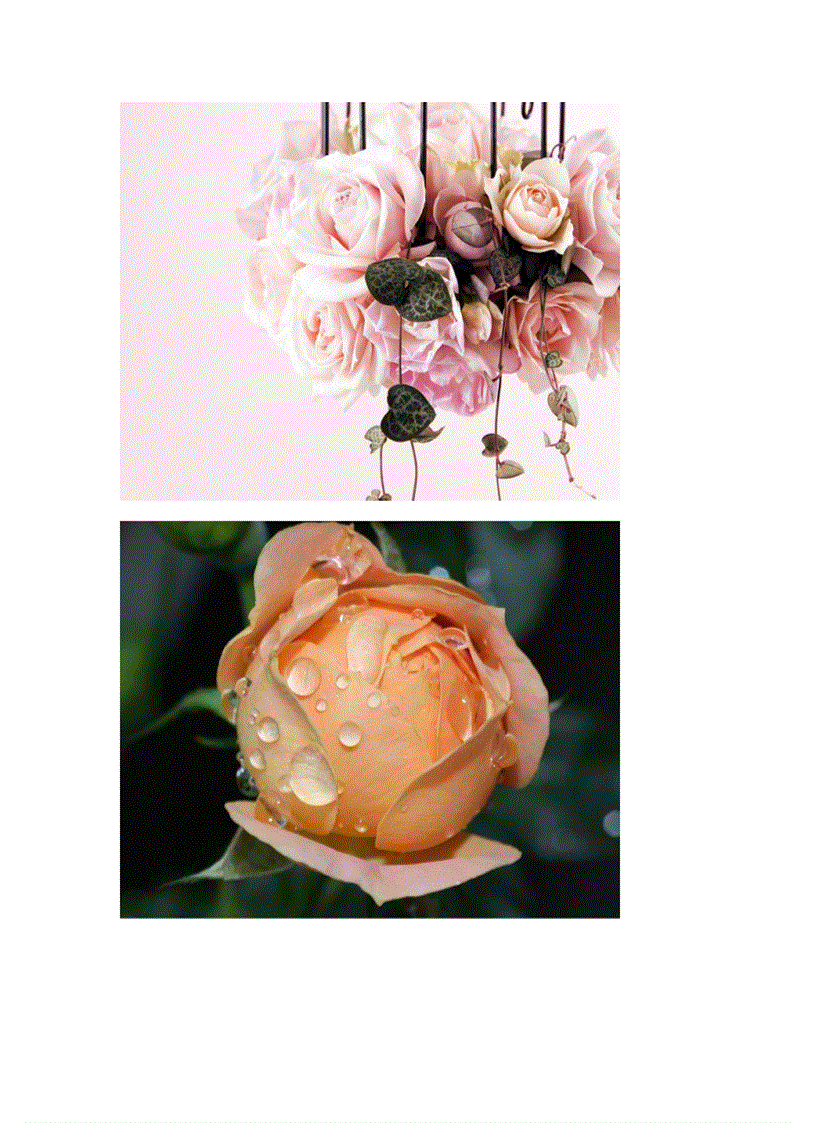 image for page Bộ sưu tập Hoa Hồng