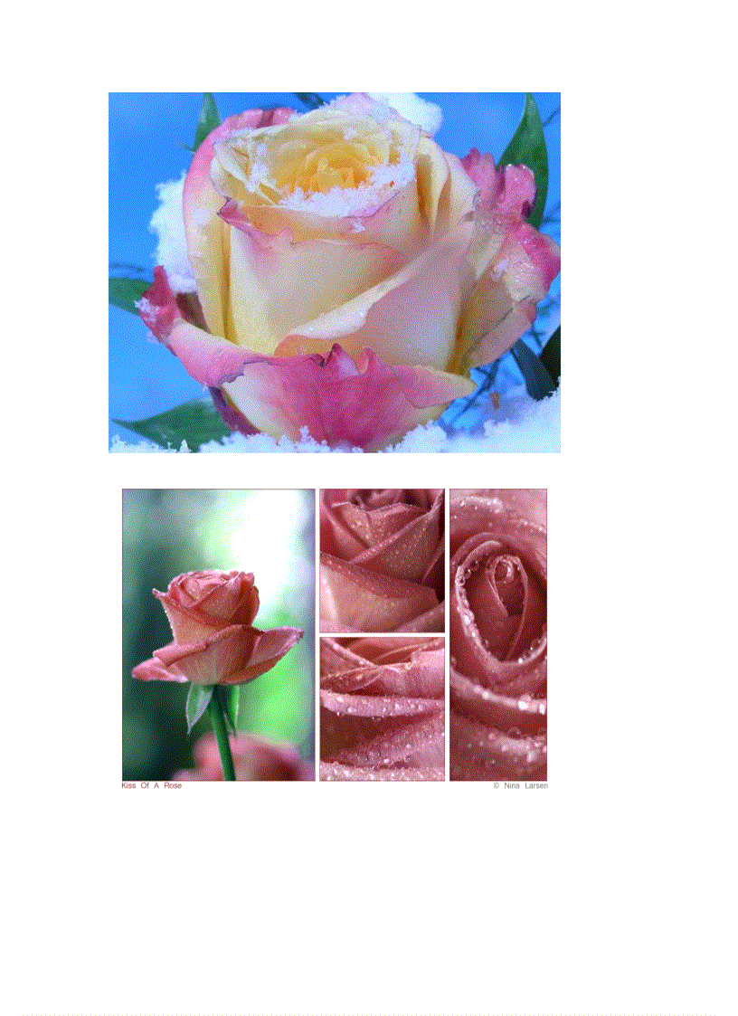 image for page Bộ sưu tập Hoa Hồng