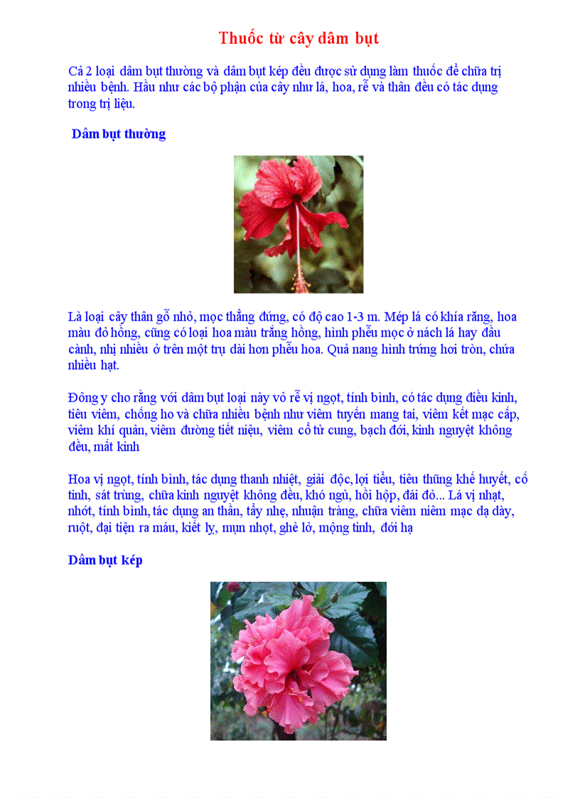 image for page Các bài thuốc từ cây dâm bụt