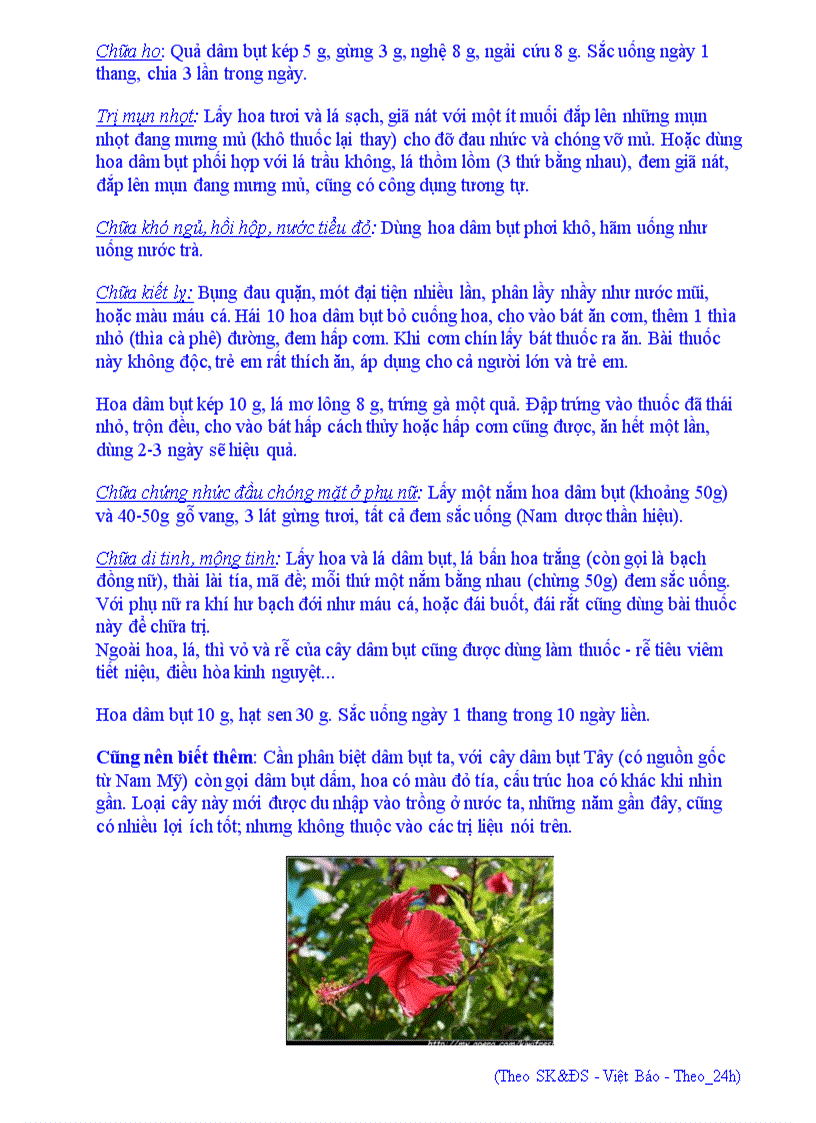 image for page Các bài thuốc từ cây dâm bụt