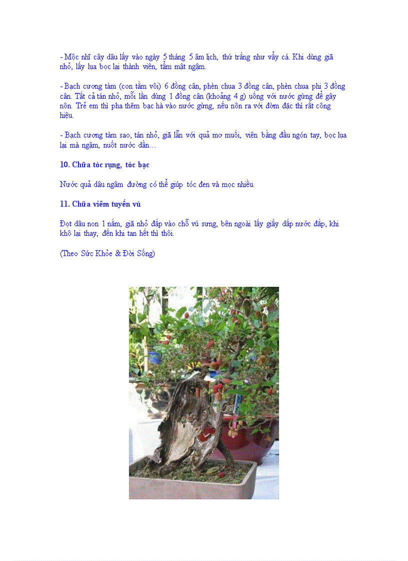 image for page Các bài thuốc từ cây dâu