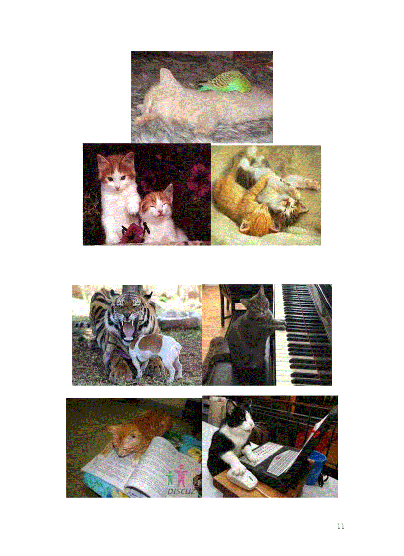 image for page Các hình ảnh về mèo