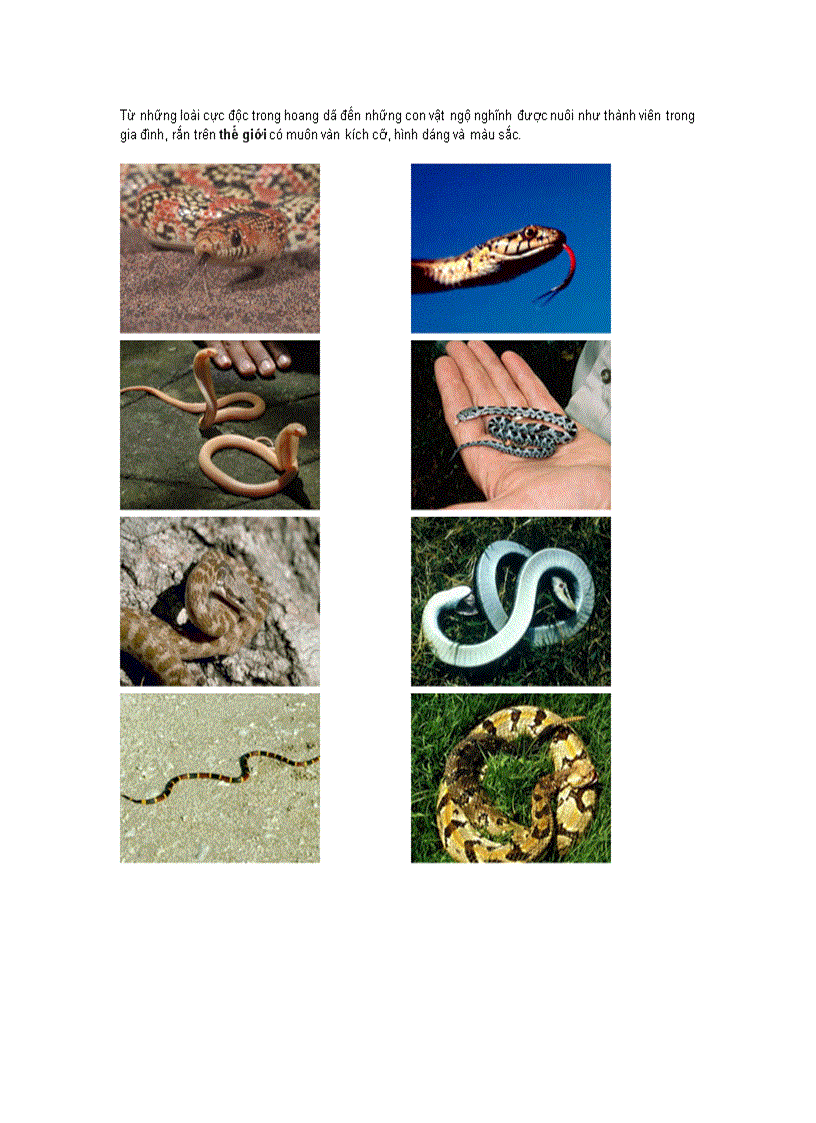 image for page Các loại rắn