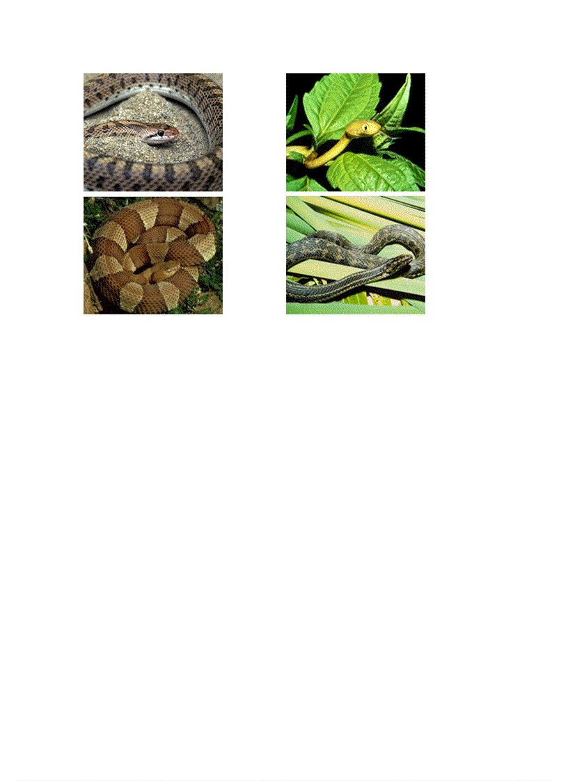 image for page Các loại rắn