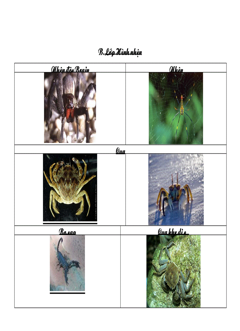 Các ngành động vật sinh học 7 có hình