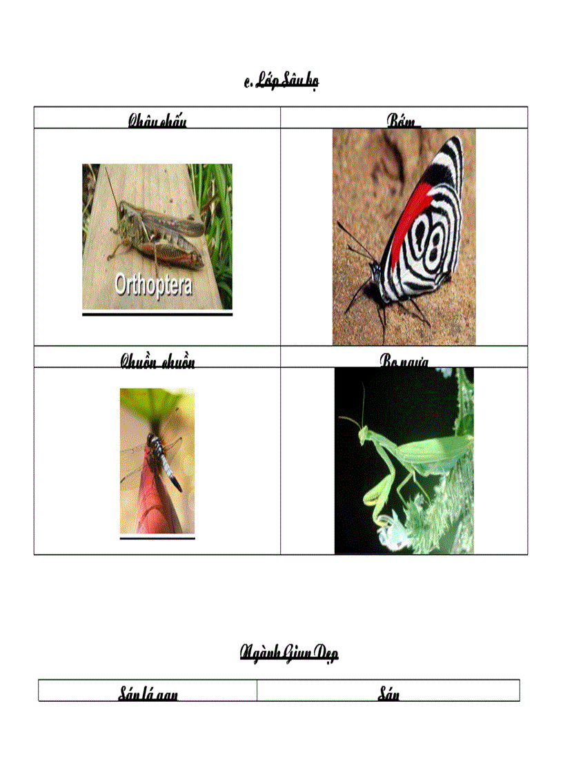 Các ngành động vật sinh học 7 có hình