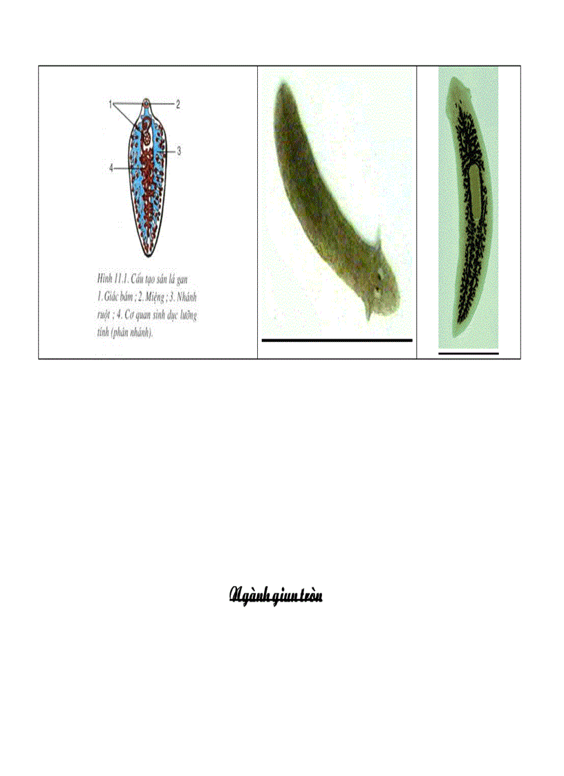 image for page Các ngành động vật sinh học 7 có hình