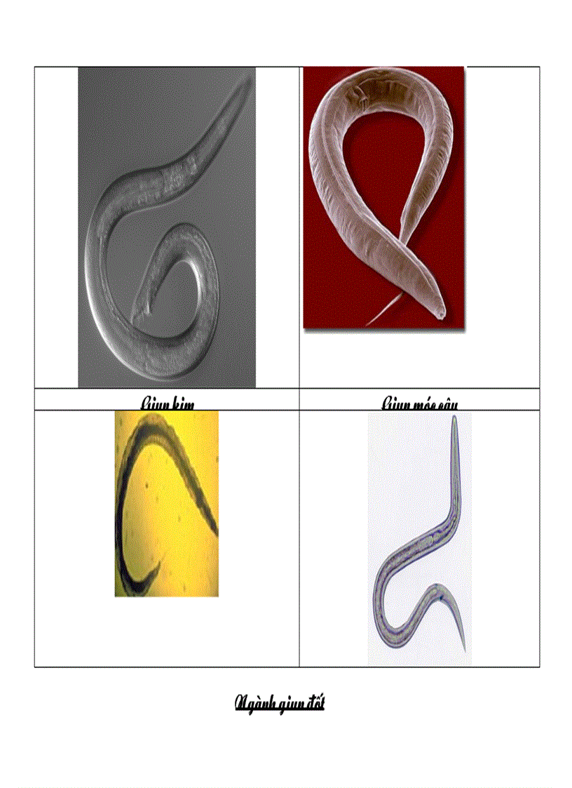 image for page Các ngành động vật sinh học 7 có hình