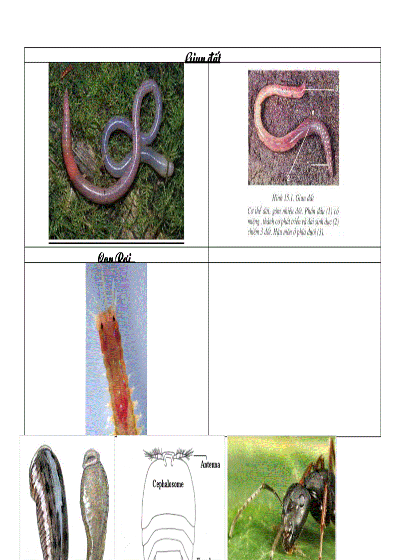 image for page Các ngành động vật sinh học 7 có hình