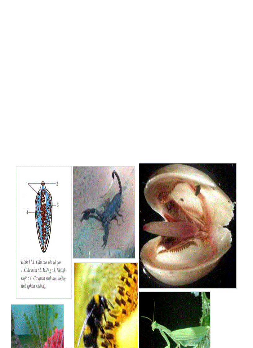 image for page Các ngành động vật sinh học 7 có hình