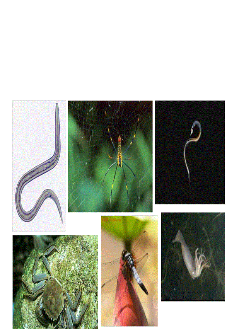 image for page Các ngành động vật sinh học 7 có hình