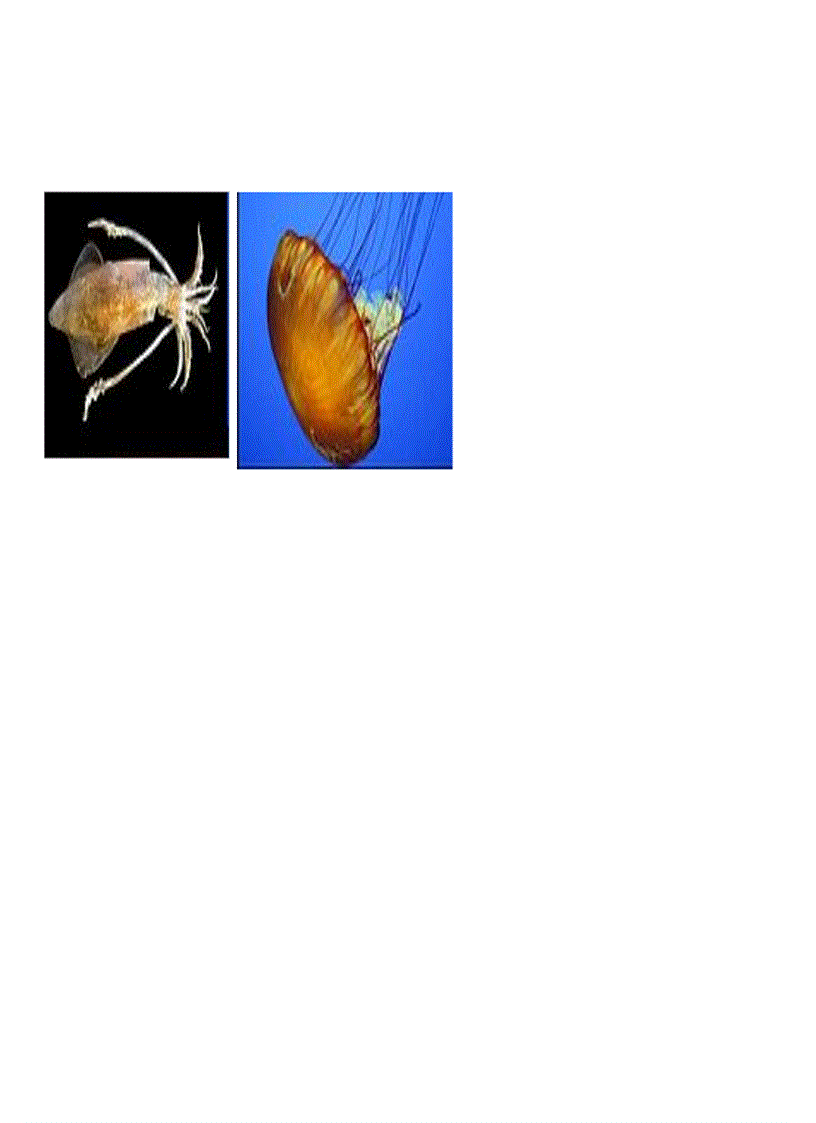 image for page Các ngành động vật sinh học 7 có hình