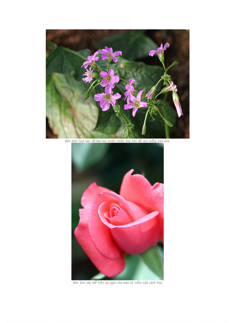 image for page Cách chụp tấm ảnh hoa xuân đẹp nhất