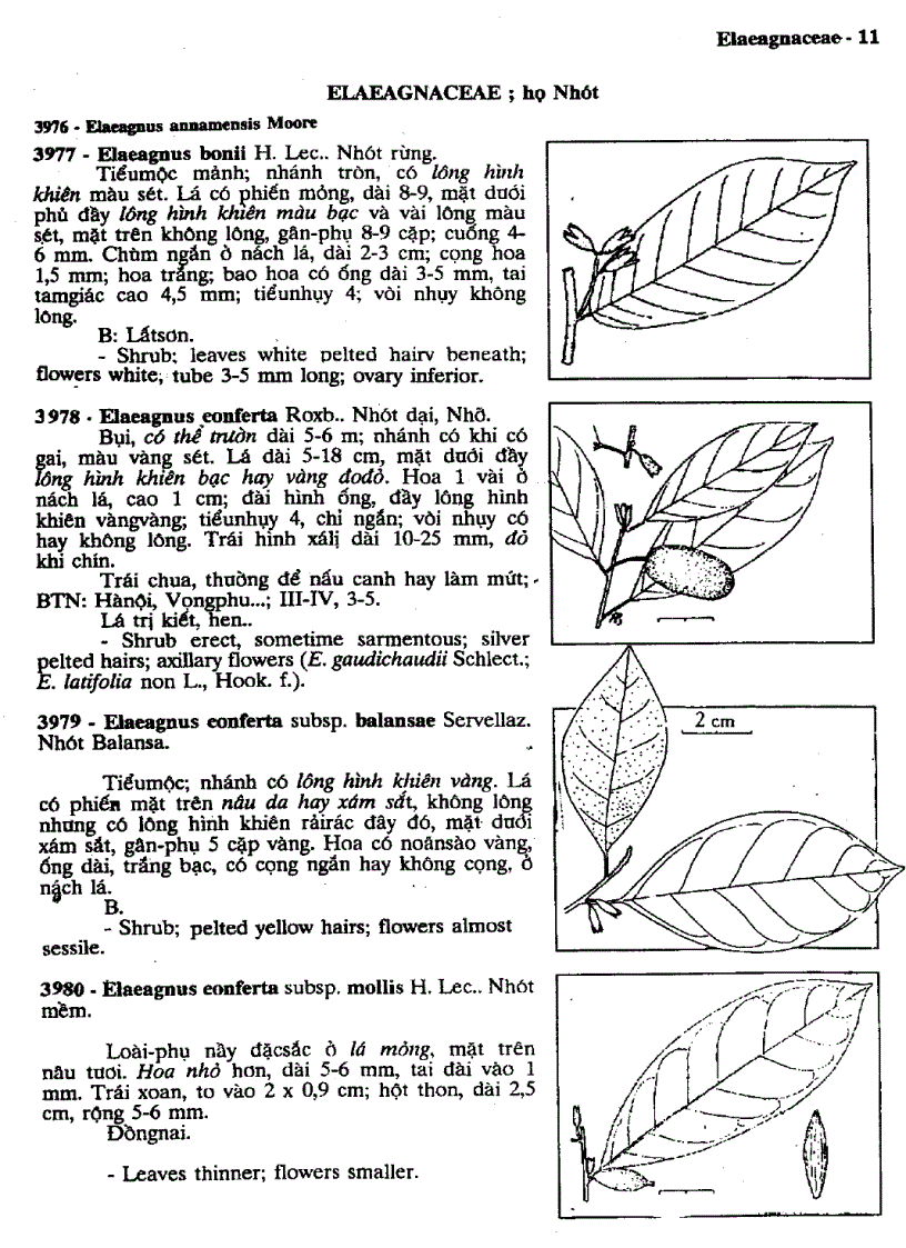 image for page Cây cỏ Việt Nam