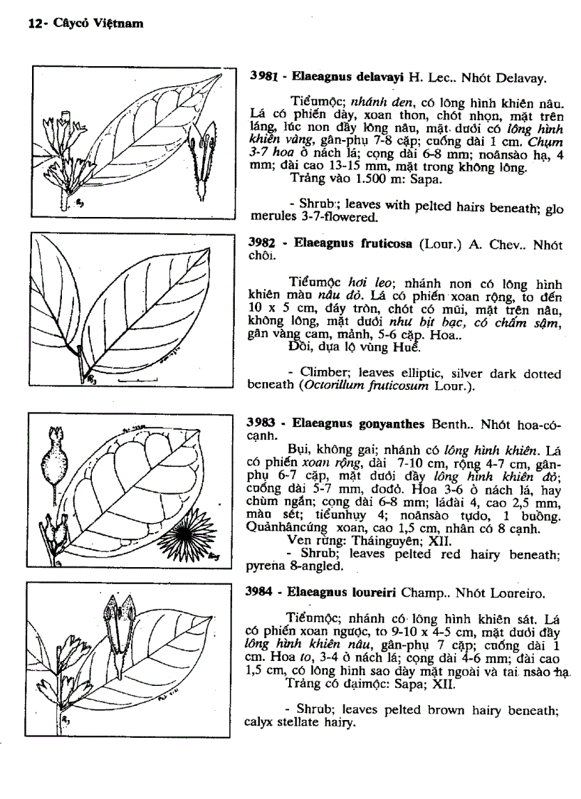 image for page Cây cỏ Việt Nam