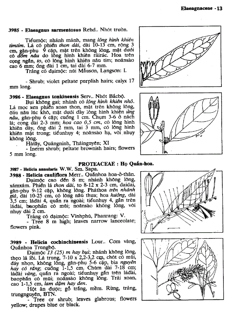 image for page Cây cỏ Việt Nam