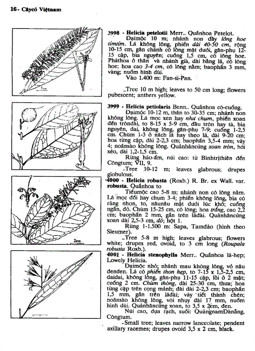 image for page Cây cỏ Việt Nam